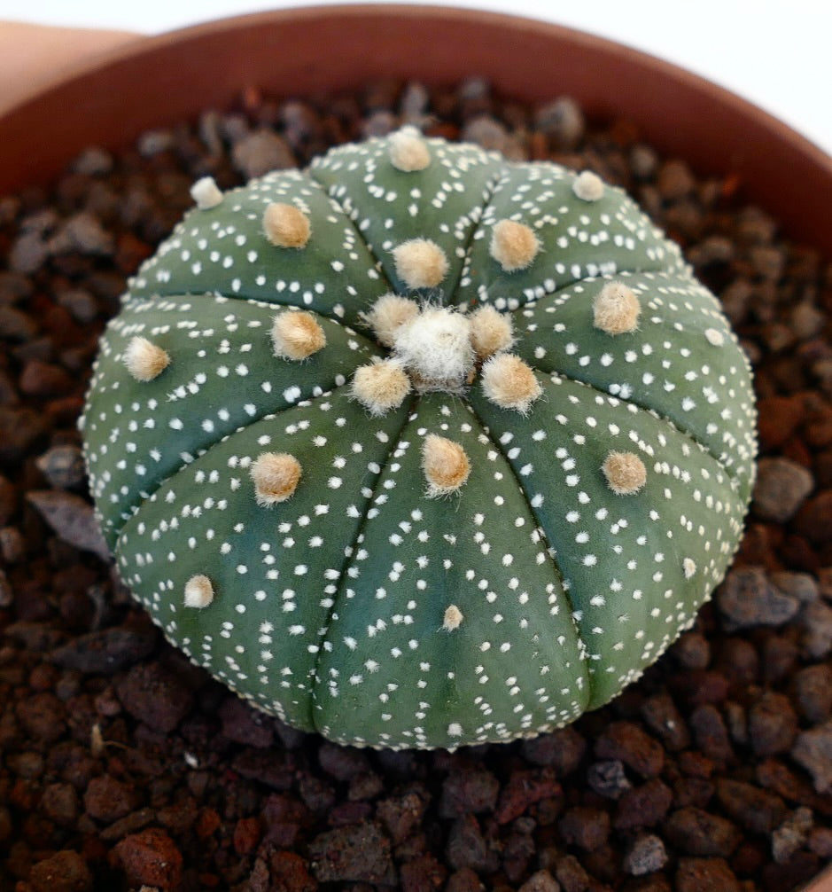 Astrophytum asterias VG6