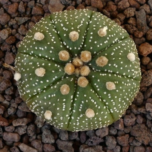 Astrophytum asterias VG9