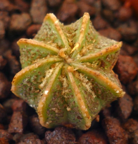 Astrophytum híbrido cv THAYO x ONZUKA pequeño cactus suculento verde en forma de estrella con superficie texturizada