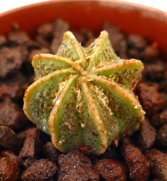 Astrophytum hybrid cv THAYO x ONZUKA small green star-shaped cactus with textured surface and fine spines