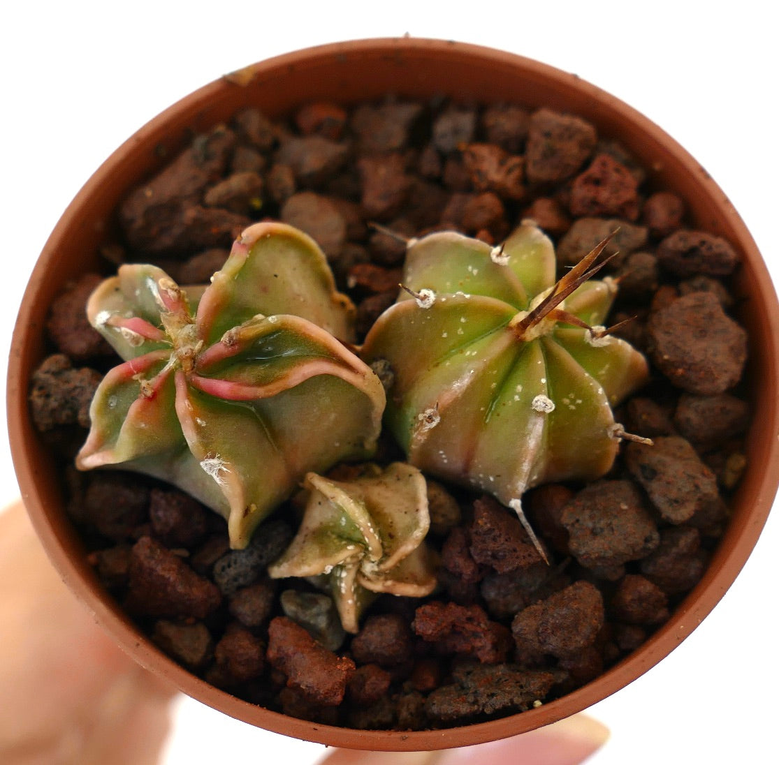 Trío de pequeños cactus suculentos híbridos de Astrophytum con costillas y espinas en forma de estrella en maceta