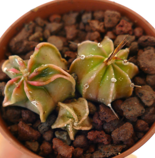 Astrophytum hybrids small succulent cactus trio with star-shaped ribbed bodies and spines