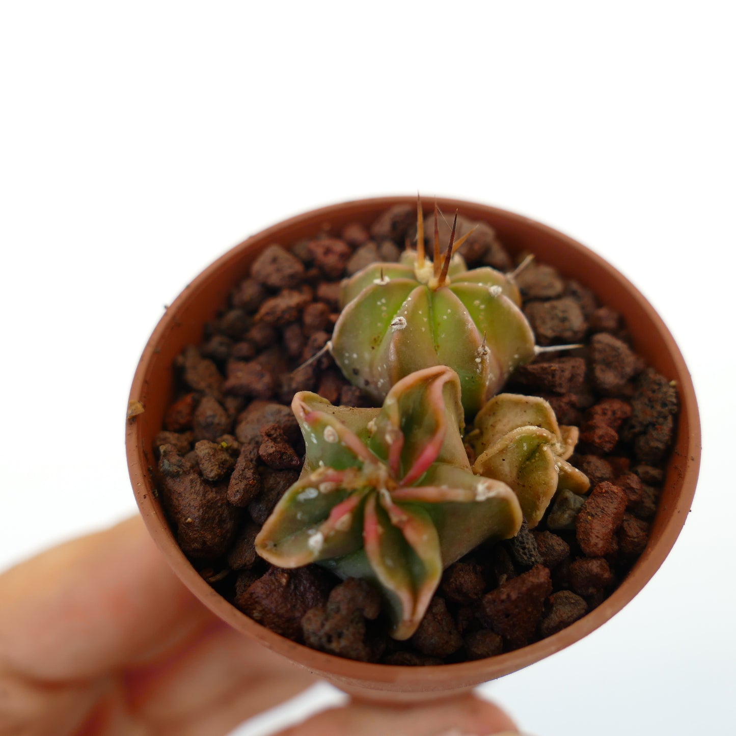 Astrophytum híbrido pequeño cactus suculento con tallos variegados en forma de estrella y espinas en maceta