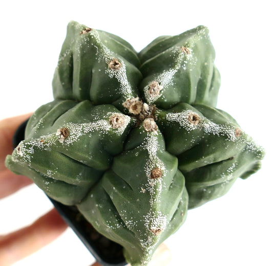 Astrophytum kikko NUDUM x PUNTINATUM