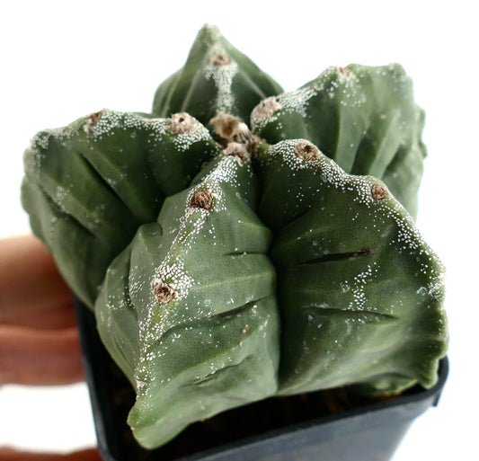 Astrophytum kikko NUDUM x PUNTINATUM