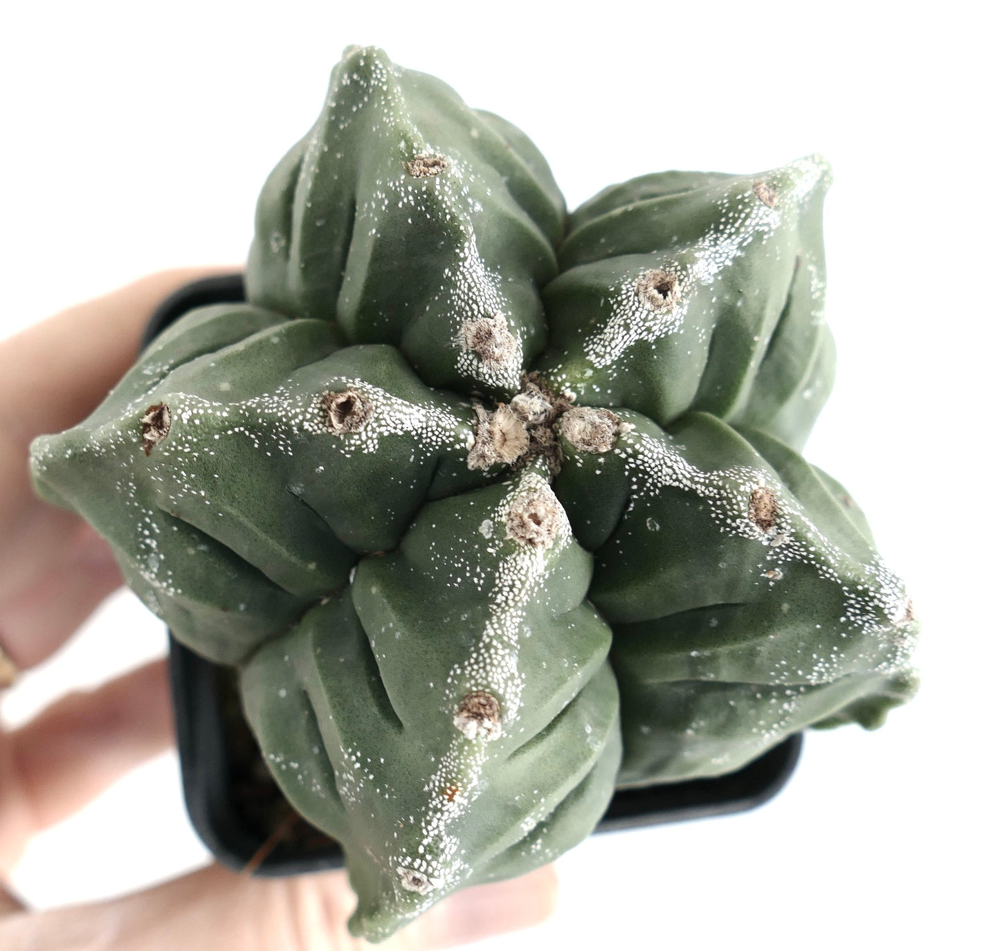 Astrophytum kikko NUDUM x PUNTINATUM