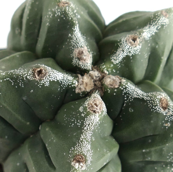 Astrophytum kikko NUDUM x PUNTINATUM