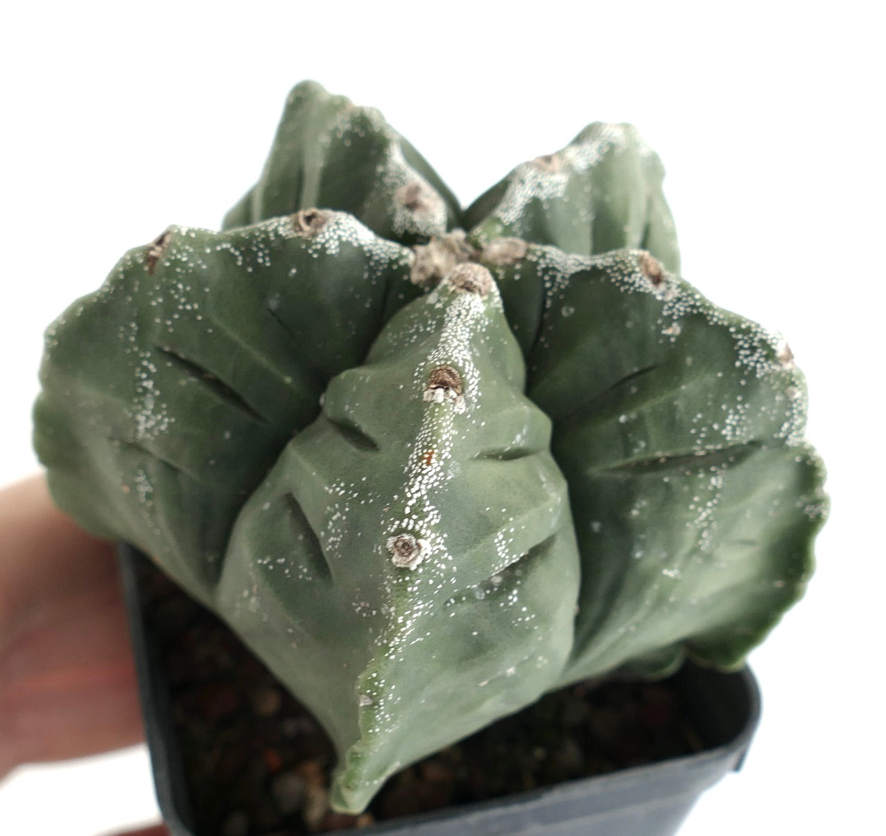 Astrophytum kikko NUDUM x PUNTINATUM
