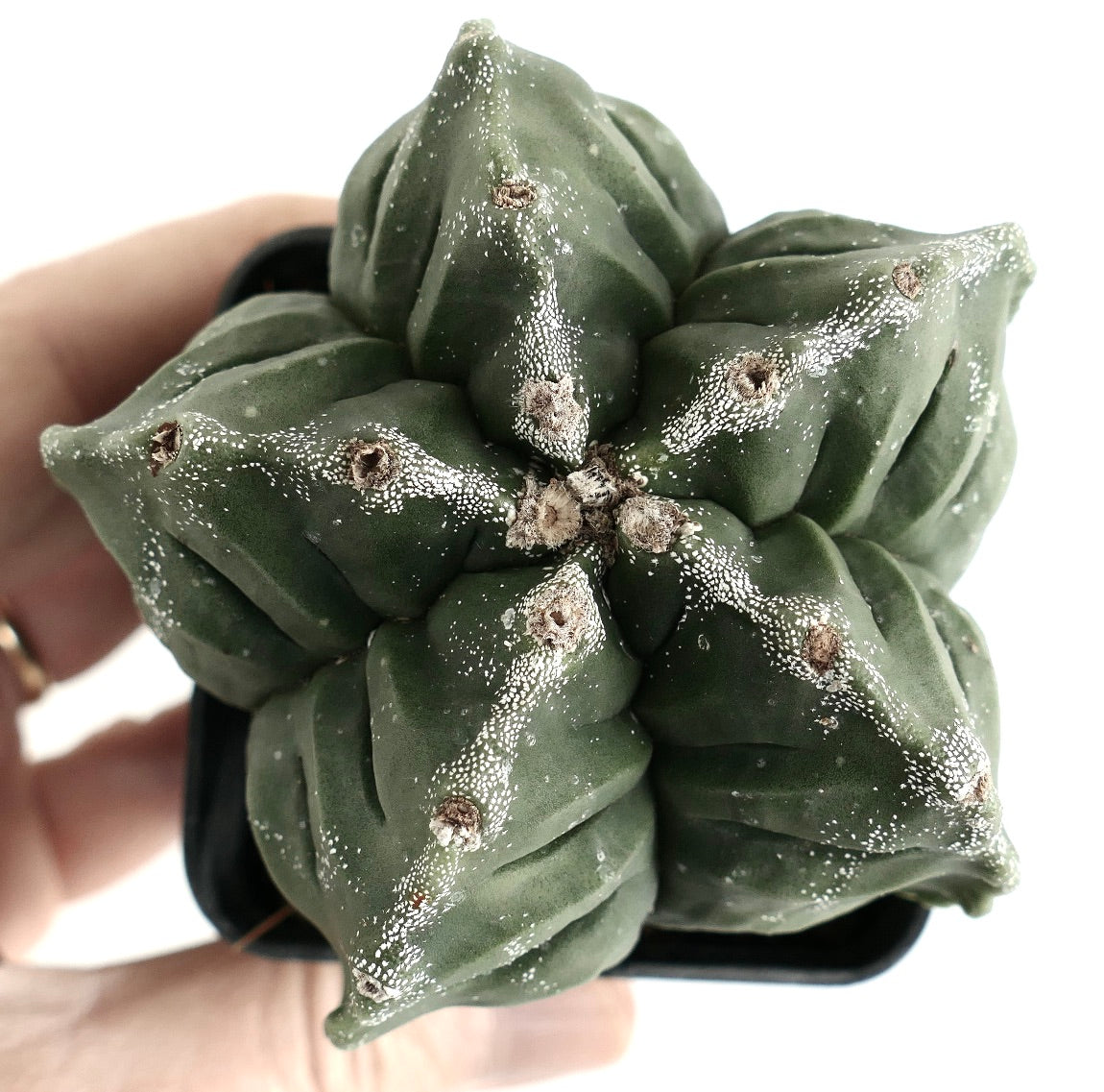 Astrophytum kikko NUDUM x PUNTINATUM