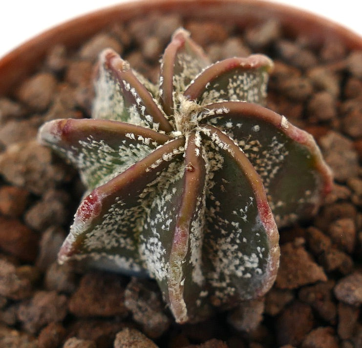 Astrophytum multipunctatum cv THAYO 74P rare succulent cactus with star-shaped ribs and white speckles