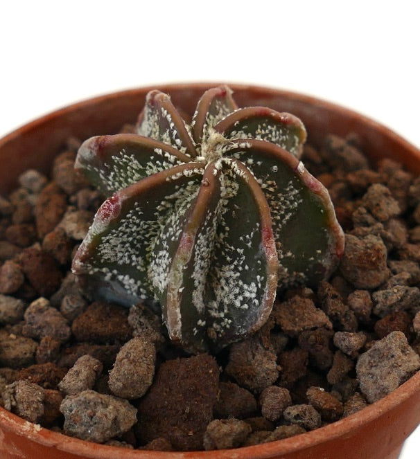 Astrophytum multipunctatum dark green succulent cactus with white speckled texture and reddish edges