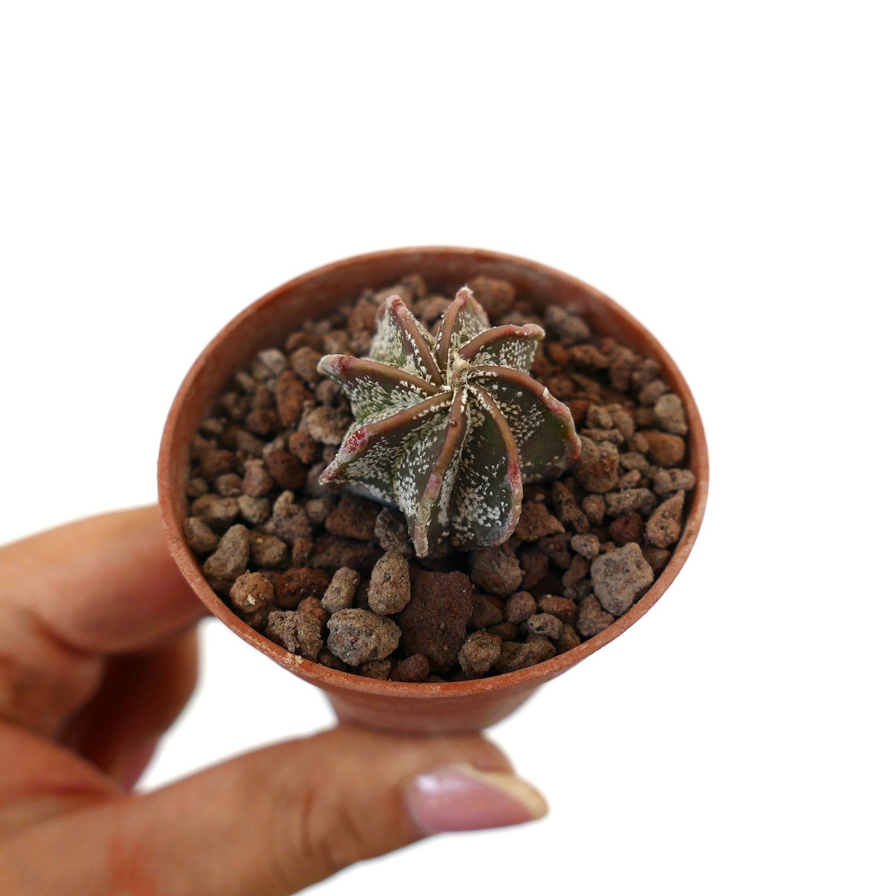 Astrophytum multipunctatum small succulent cactus with white speckled star-shaped body in pot