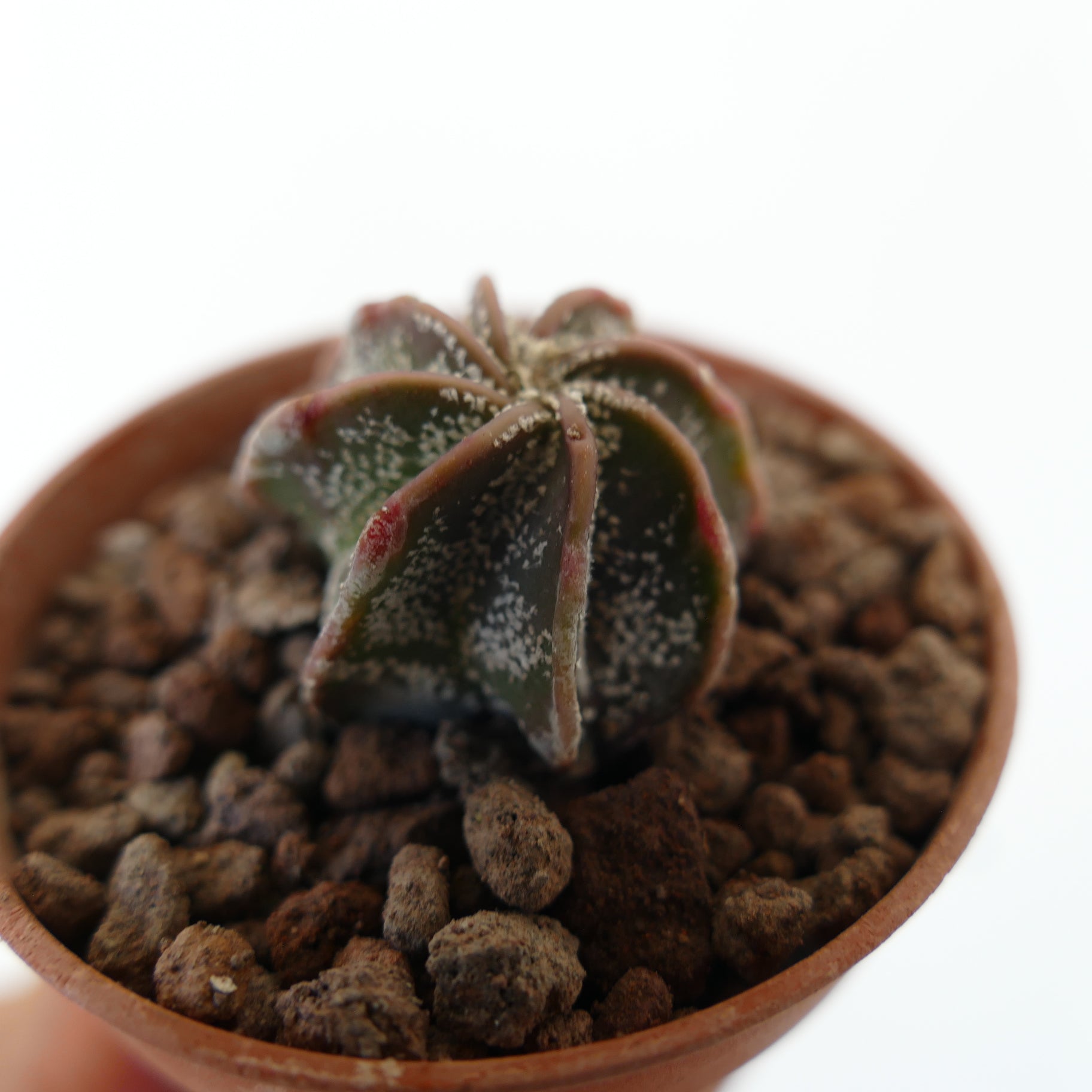 Astrophytum multipunctatum small succulent cactus with dark green ribs and white speckles