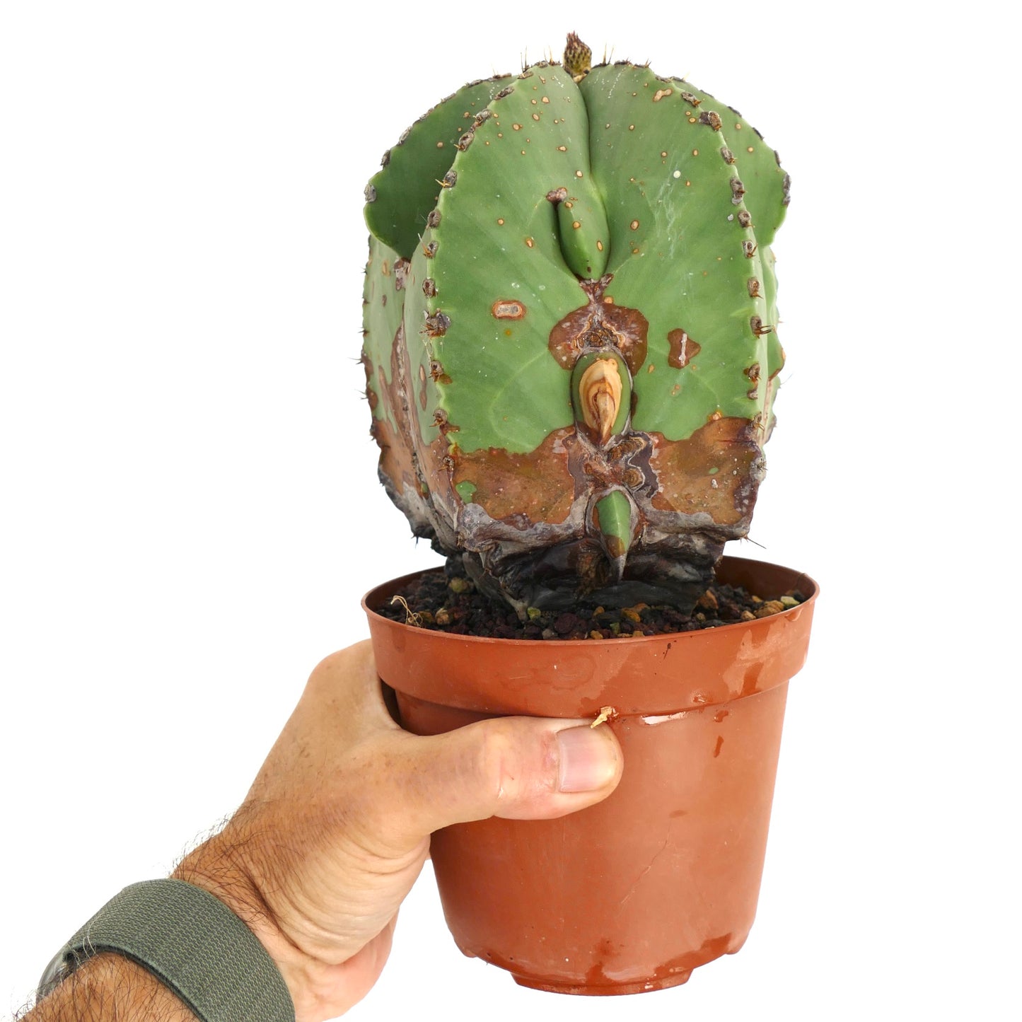 Cactus suculento Astrophytum myriostigma con cuerpo verde acanalado y parches marrones envejecidos en maceta