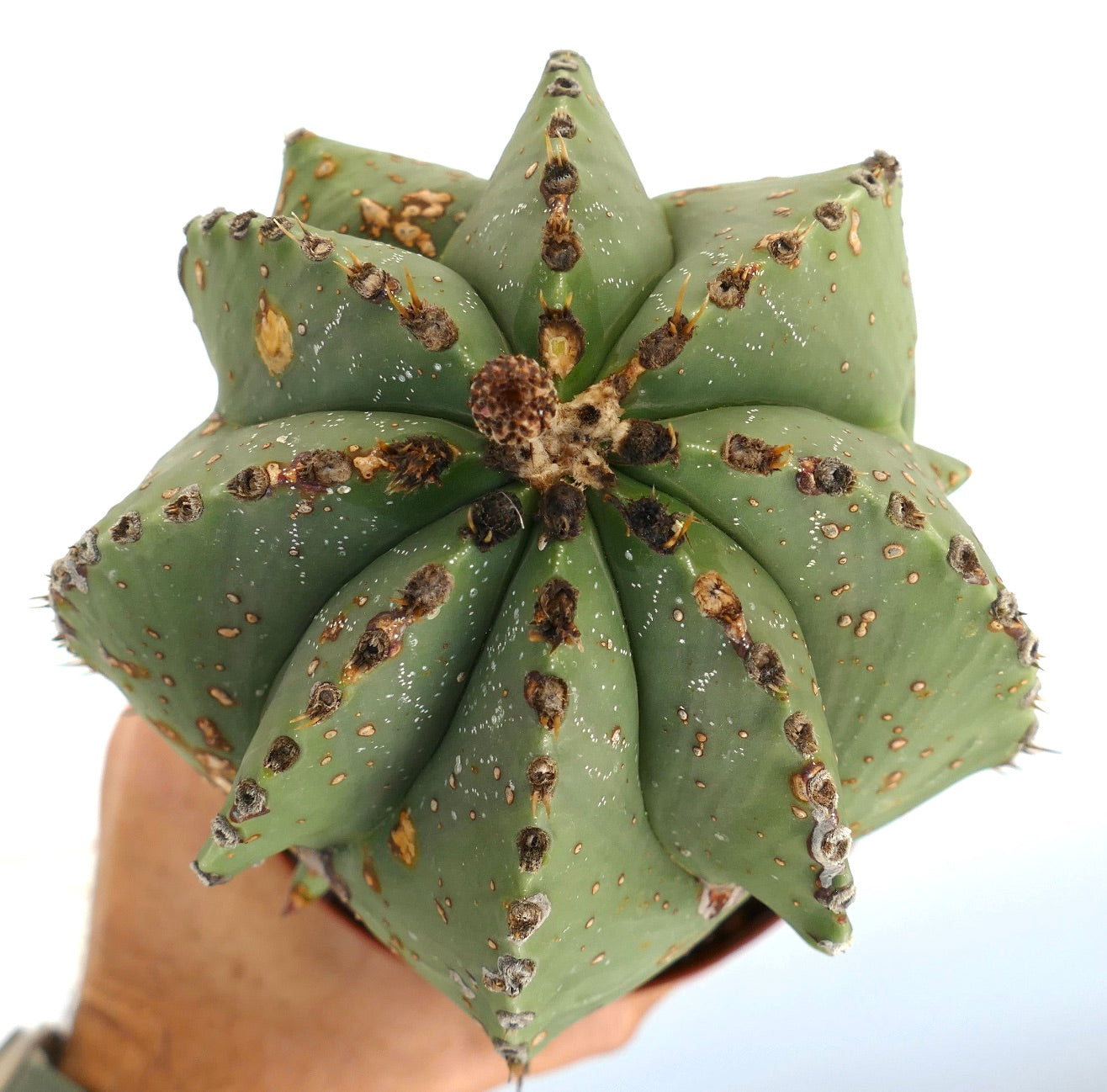 Astrophytum myriostigma suculenta rara con costillas gruesas en forma de estrella verde y pequeñas espinas