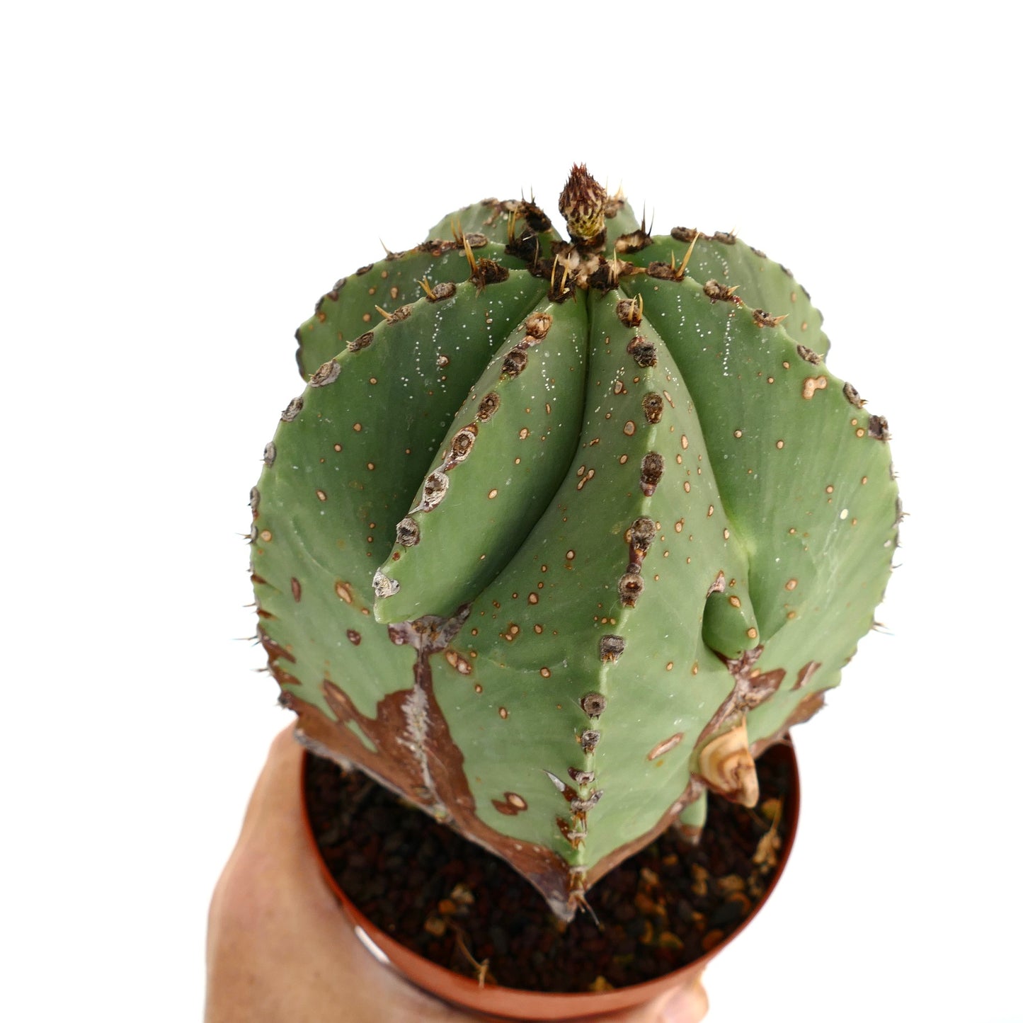Astrophytum myriostigma, raro cactus con costillas verdes gruesas y pequeñas areolas marrones