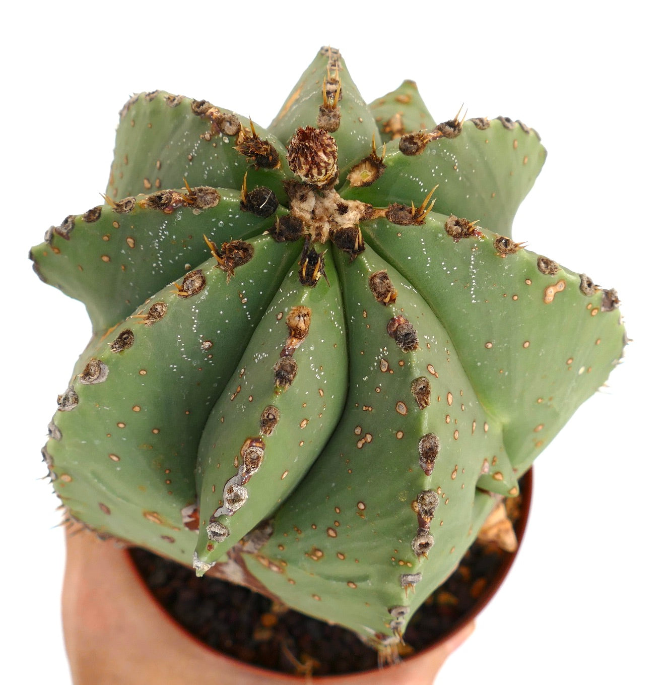 Astrophytum myriostigma suculenta cactus con gruesas costillas verdes y pequeñas aréolas marrones