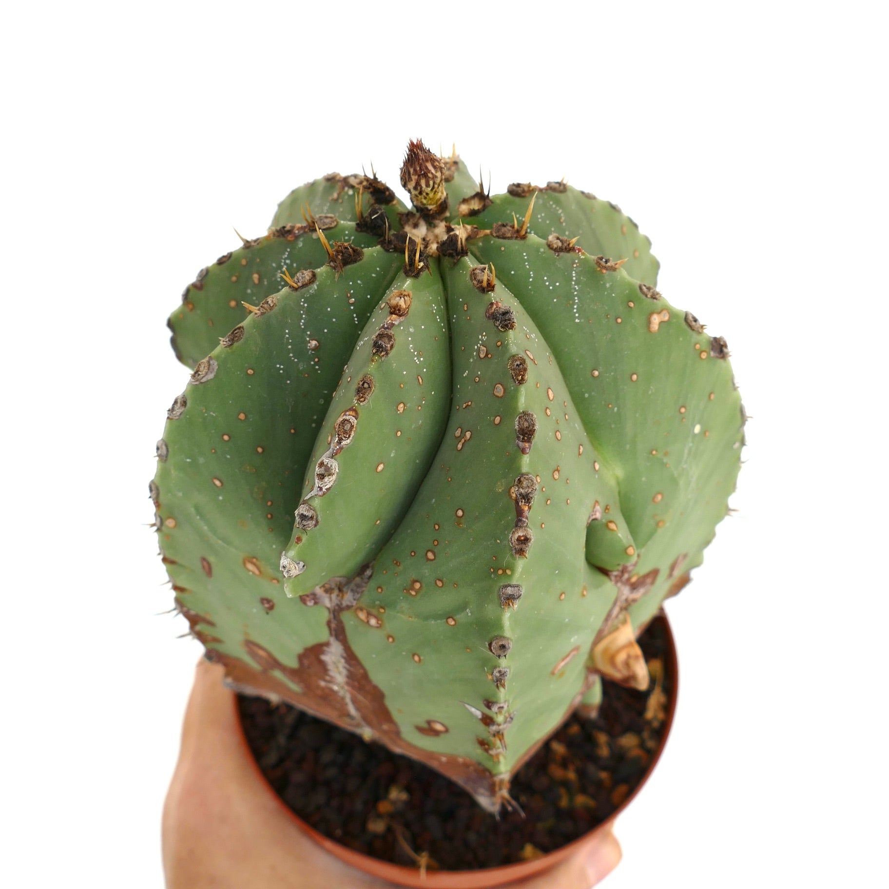 Astrophytum myriostigma raro cactus suculento con costillas gruesas y pequeñas espinas en maceta