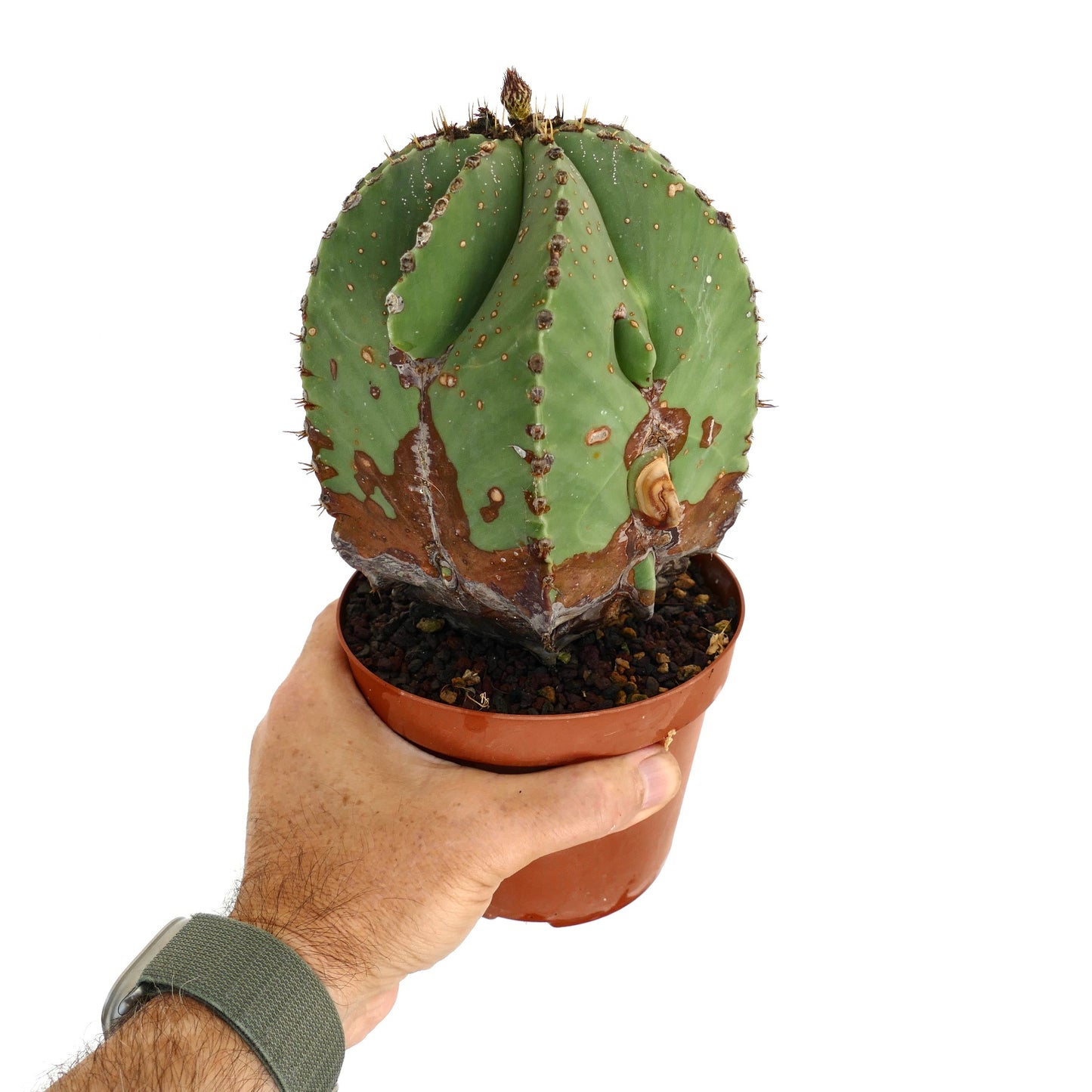 Cactus suculento Astrophytum myriostigma con cuerpo verde estriado y base marrón texturizada en maceta
