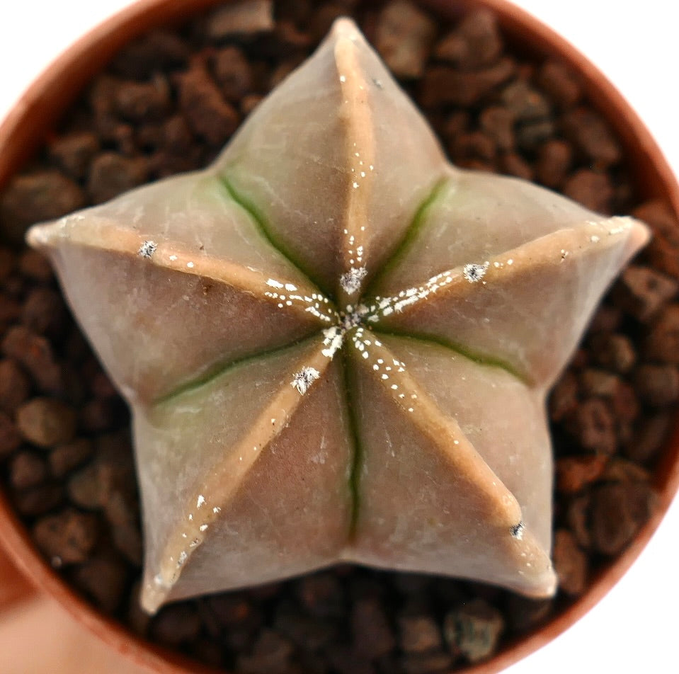 Astrophytum myriostigma suculenta rara en forma de estrella con crestas suaves marronáceas y manchas blancas