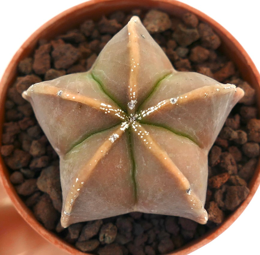 Cactus suculento Astrophytum myriostigma con crestas marrones en forma de estrella y pequeños puntos blancos
