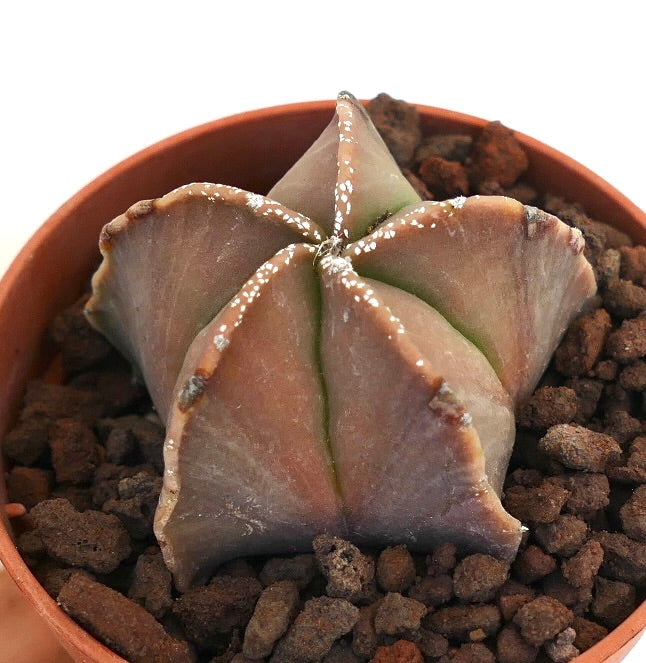Astrophytum myriostigma seltener Sukkulenten-Kaktus mit glatten, sternförmigen Rippen und dezenten rötlich-grünen Tönen