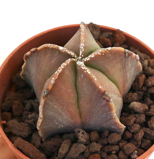 Astrophytum myriostigma raro cactus suculento con costillas suaves en forma de estrella y sutiles tonos rojo-verdosos