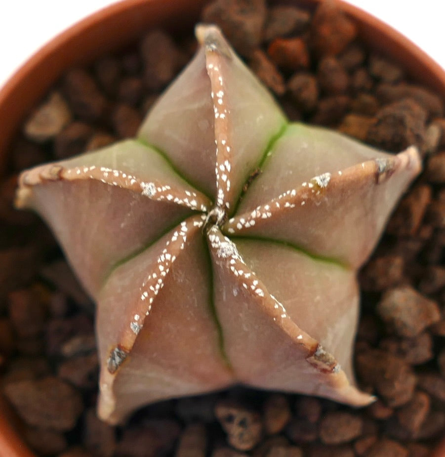 Astrophytum myriostigma seltene sukkulente Kaktusart mit sternförmiger Gestalt und dezenten rötlichen Farbtönen
