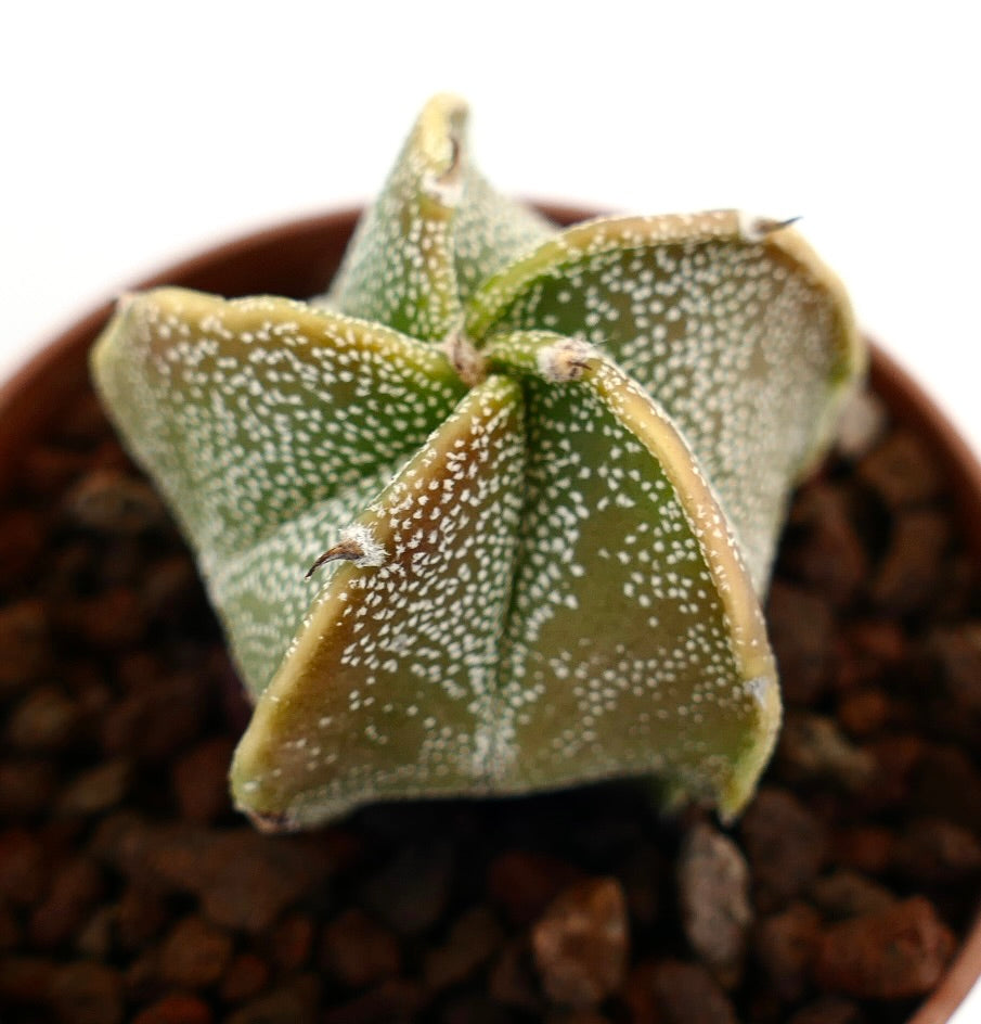 Astrophytum myriostigma hybrid succulent cactus with small spines and speckled green body