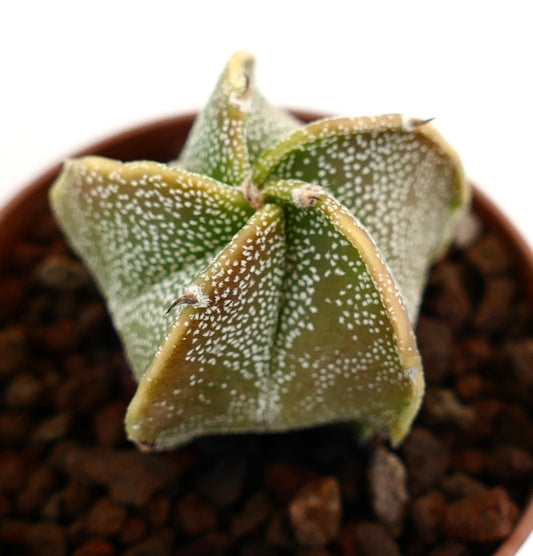 Cactus suculento híbrido Astrophytum myriostigma con pequeñas espinas y cuerpo verde moteado