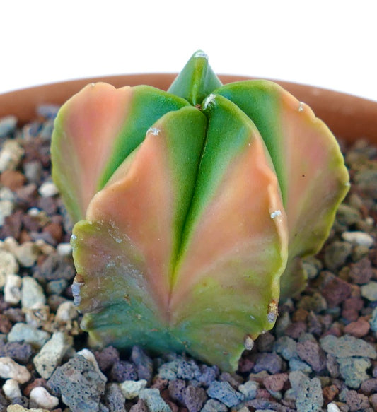 Astrophytum myriostigma succulent cactus with unique orange-green variegated ribs and smooth texture