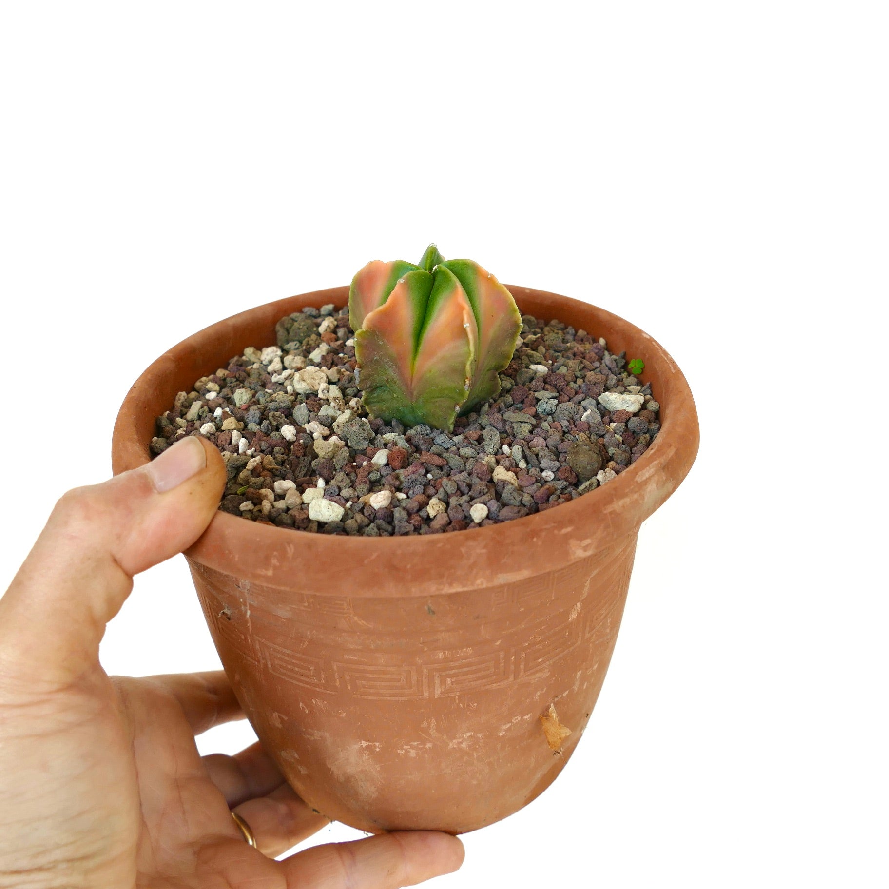 Astrophytum myriostigma small variegated succulent cactus with orange-green coloring in terracotta pot