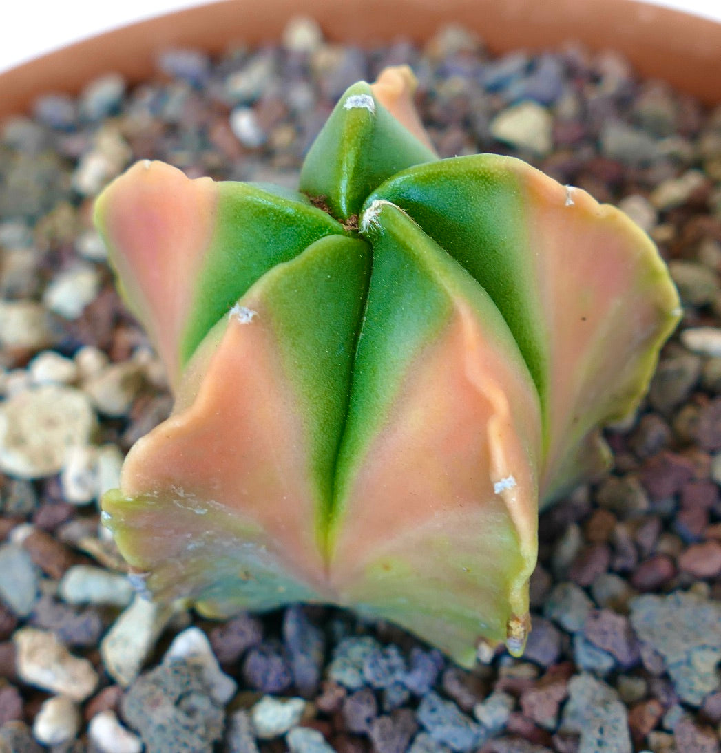 Astrophytum myriostigma succulent cactus with orange-green variegated star-shaped ribs in pot