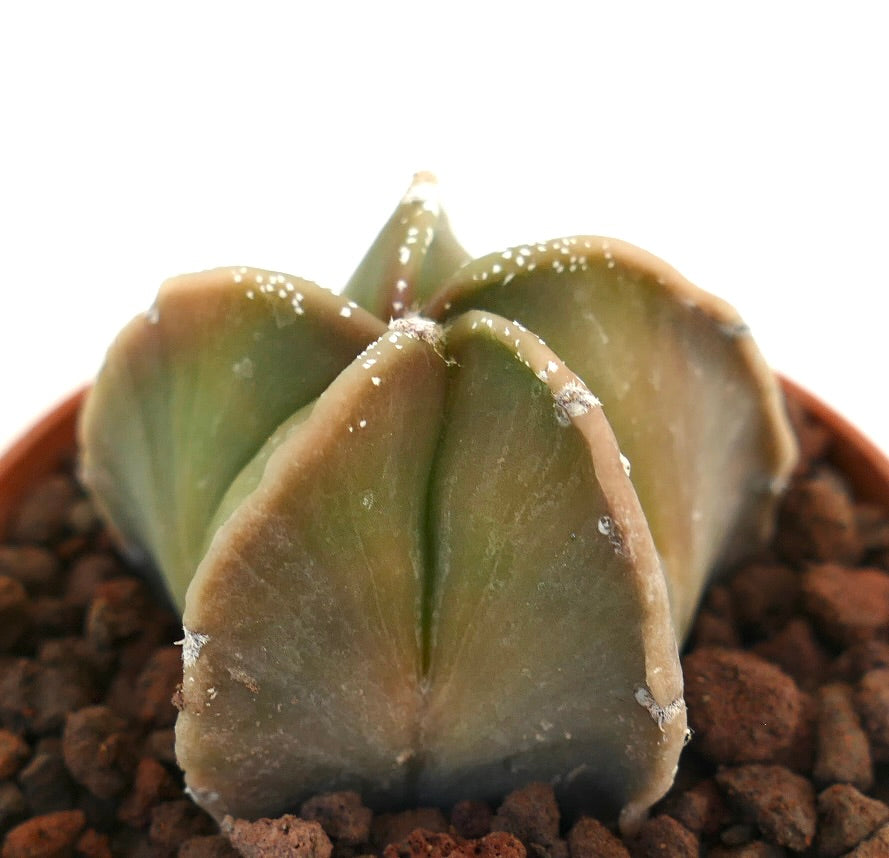 Astrophytum myriostigma rare succulent cactus with smooth star-shaped ribs and white flecks