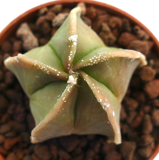 Astrophytum myriostigma suculento cactus con estructura acanalada en forma de estrella y motas blancas