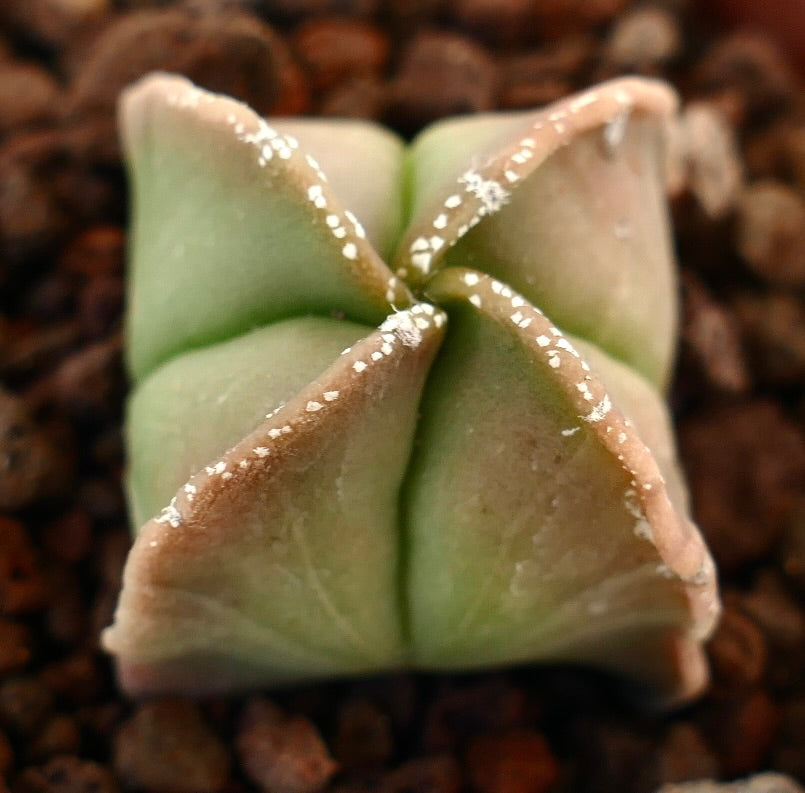 Astrophytum myriostigma suculenta cactus con cuerpo acanalado en forma de estrella y motas blancas
