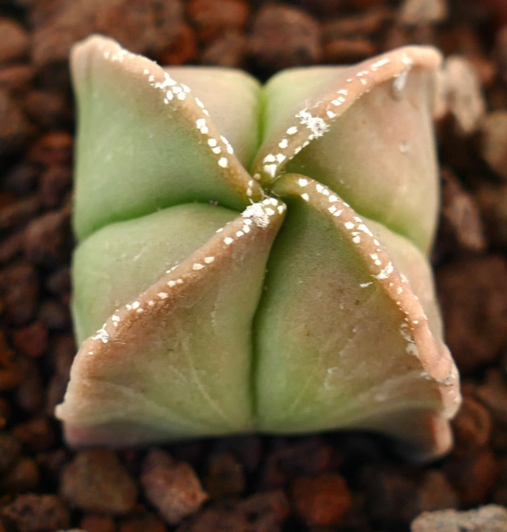 Astrophytum myriostigma suculento cactus con cuerpo verde liso en forma de estrella y moteado blanco