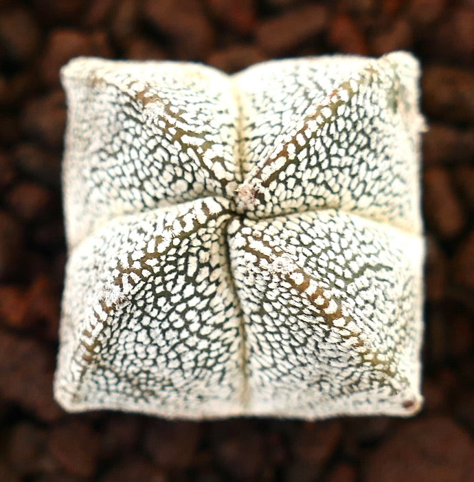 Astrophytum myriostigma quadricostatum suculenta cactus con superficie texturizada moteada blanca