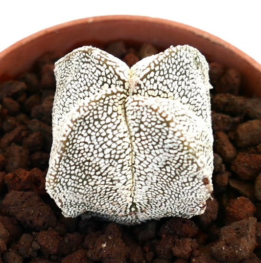Astrophytum myriostigma quadricostatum suculenta rara con manchas blancas y cuatro costillas