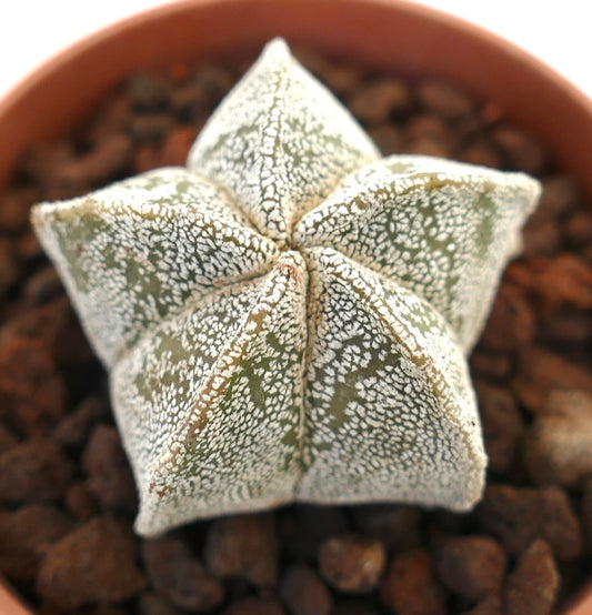 Astrophytum myriostigma cactus raro en forma de estrella con superficie texturizada moteada de blanco