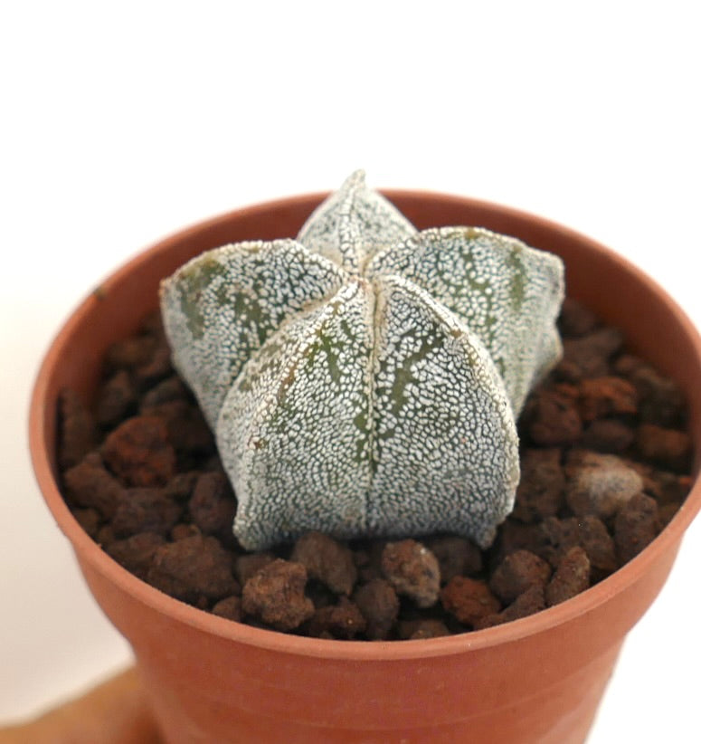 Astrophytum myriostigma rare succulent cactus with star-shaped body and white speckled texture