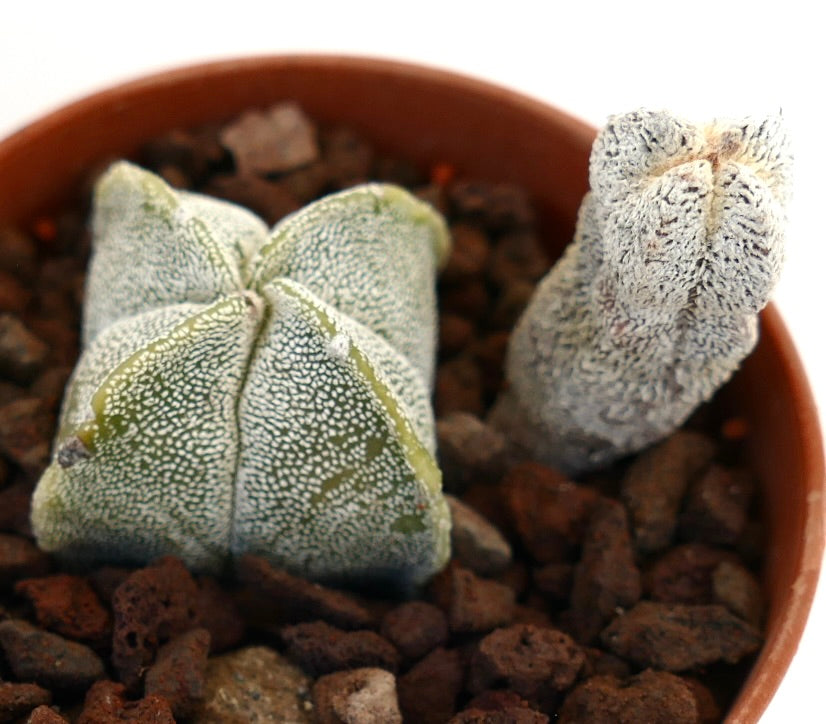 Astrophytum myriostigma rare succulent cactus with textured white speckled surface in pot