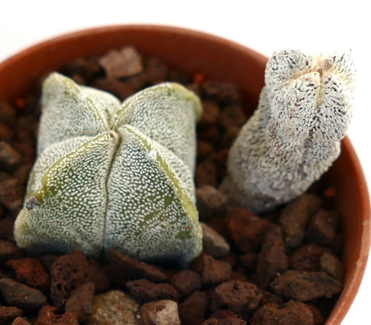 Astrophytum myriostigma raro cactus suculento con superficie texturizada salpicada de blanco en maceta