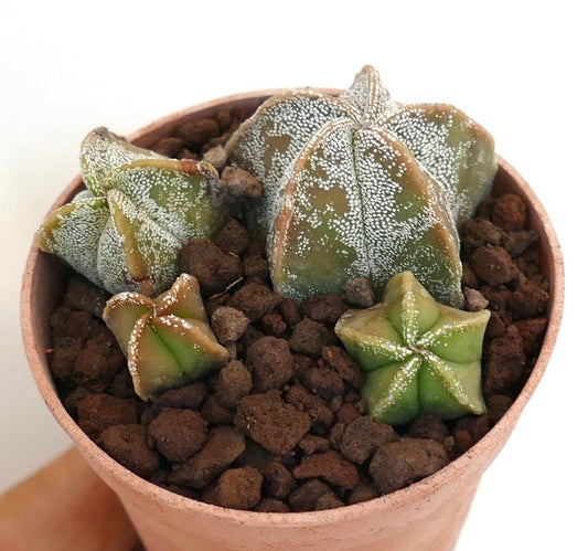 Astrophytum myriostigma suculento cactus con tallos verdes en forma de estrella y patrones moteados blancos