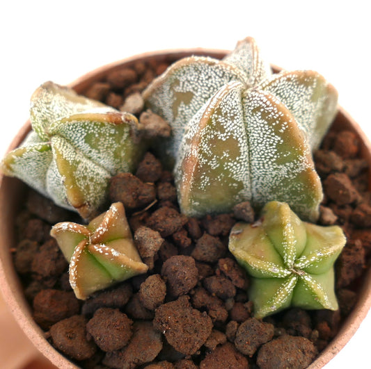 Astrophytum myriostigma suculento cactus con cuerpos verdes en forma de estrella y textura moteada blanca