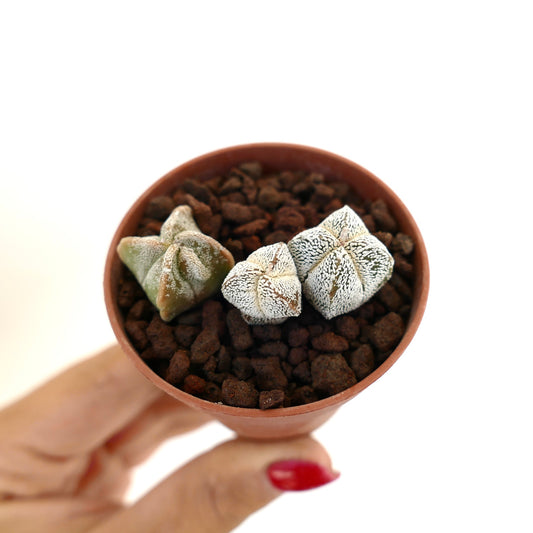 Astrophytum myriostigma pequeño cactus suculento en forma de estrella con patrones moteados blancos en maceta