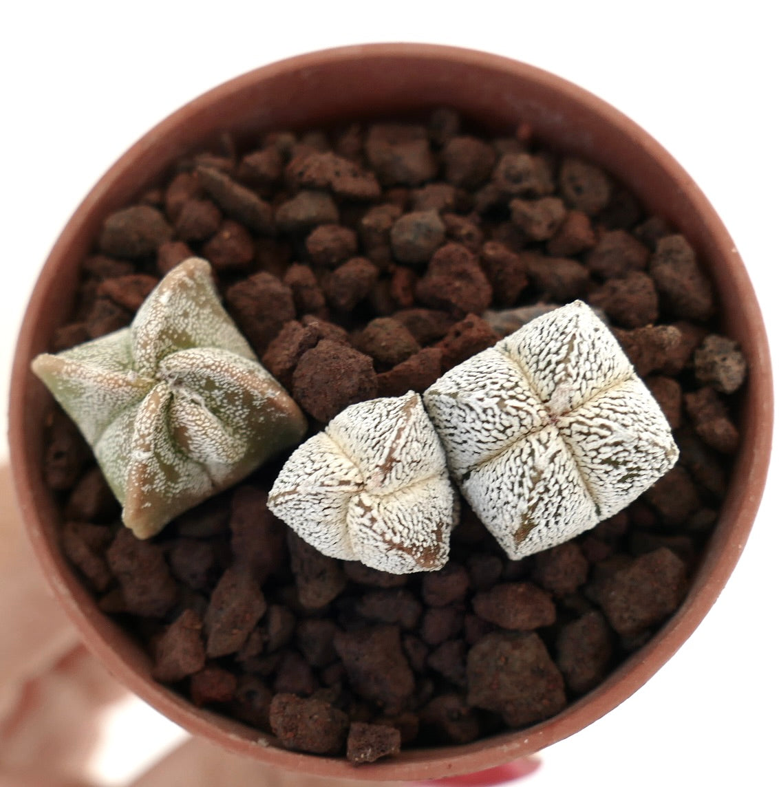 Astrophytum myriostigma small succulent cactus with star-shaped white speckled bodies in pot