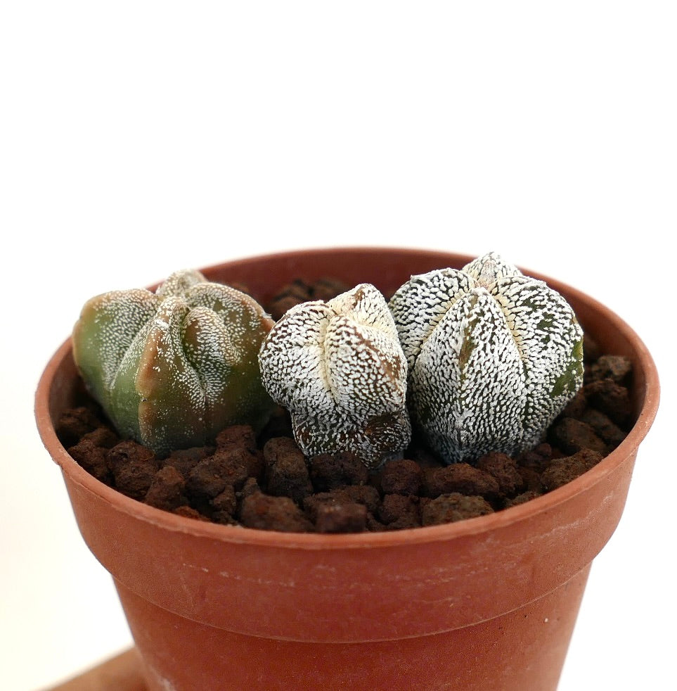 Astrophytum myriostigma small succulent cactus trio with white speckled textured surface