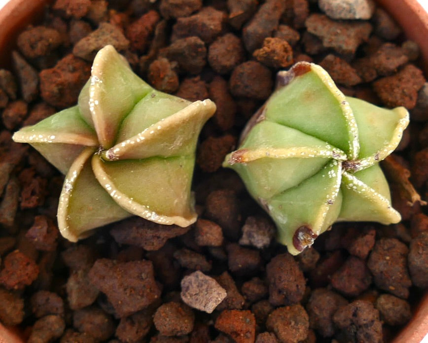 Astrophytum myriostigma raro cactus suculento con cuerpos verdes en forma de estrella y manchas blancas