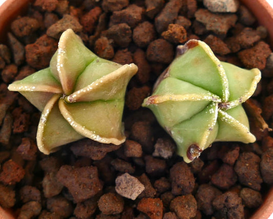 Astrophytum myriostigma raro cactus suculento con cuerpos verdes en forma de estrella y manchas blancas